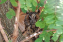 09-3785 Long Eared Owl Asio otus Camargue France (Captive).